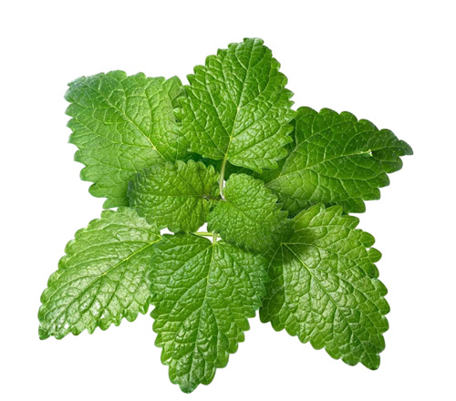 Lemon Balm1