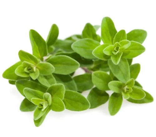 Marjoram1