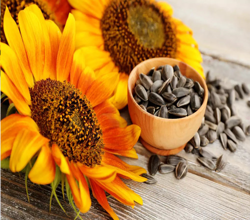 Sunflower Seeds2