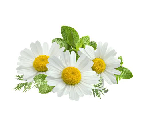 Chamomile1