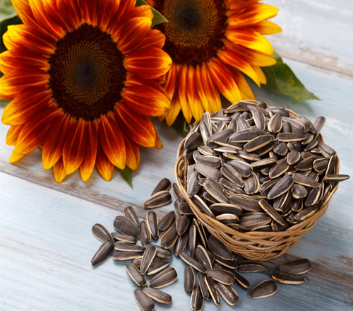 Sunflower Seeds1